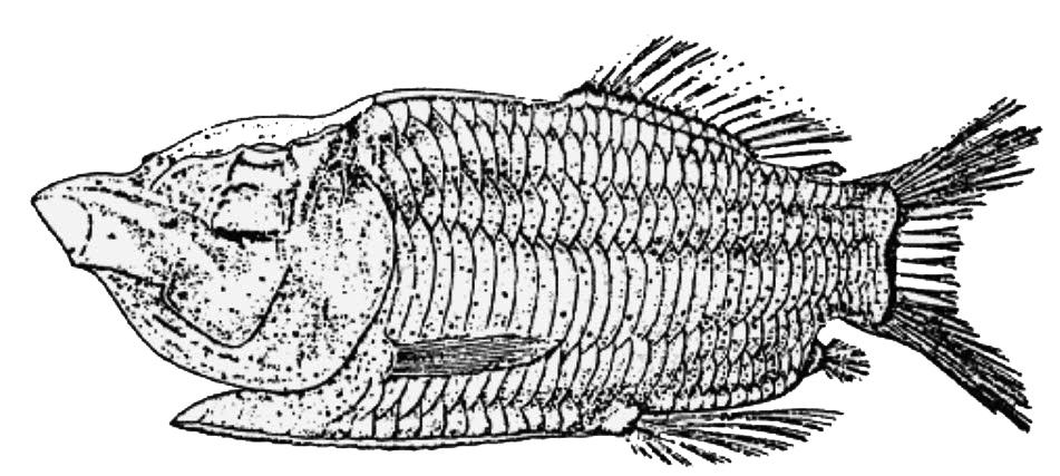 Manacoa_Opisthoproctus_ grimaldii_01.jpg